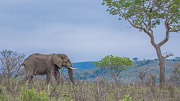 Elephant Stroll / Young elephant taking a stroll at Imfolozi