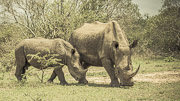 White Rhino Mother and Child