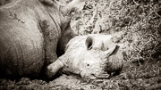 Mud Relaxation / Baby White Rhino relaxing with Mum