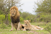 Lion Couple / Imfolozi lion pair that were quite affectionate.