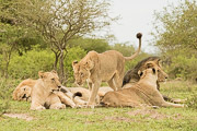 5 Lion Pride