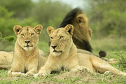 Lioness Gaze