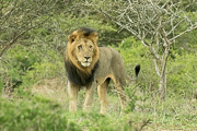 Imfolozi Lion