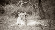 Imfolozi Lioness