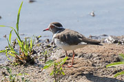 Three Banded Plover