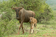 Wildebeest in Sync