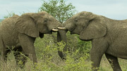 Trunk Tied