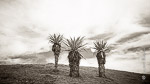 Eastern Cape