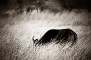 Buffalo Grazing / Buffalo Grazing