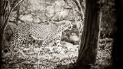 Stroll in the Woods / 2 year old cheetah cub strolls in the woods.