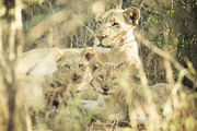 Trio of Lion / Lioness and her two cubs enjoying dinner