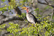 Hornbill