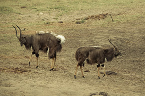 Nyala Flare