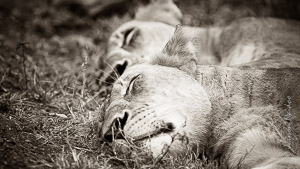 Sleeping Beauties