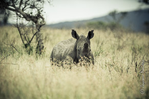 Baby Rhino