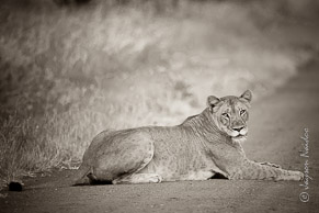 Lioness