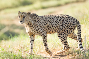 Cheetah