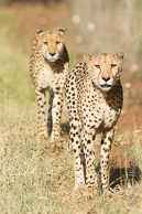 Cheetah Brothers