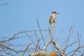 Brown Hooded Kingfisher