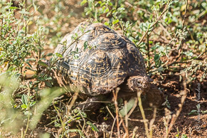 Tortoise