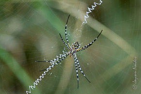 Spider with Suspension Web