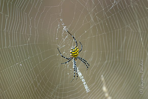 Spider with Suspension Web