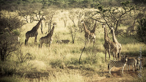 Traffic Jam