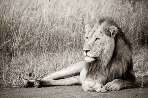 King