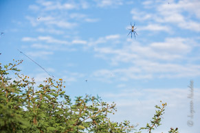 Golden Orb Spider