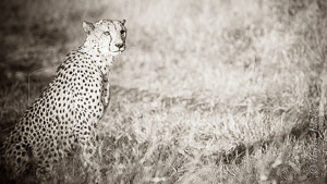 Cheetah