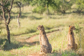 Cheetah Brothers