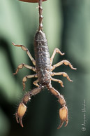 Scorpion