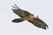 Bearded Vulture