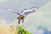 Jackal Buzzard