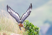 Jackal Buzzard