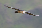 Bearded Vulture
