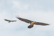 Bearded Vulture