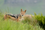 Black Backed Jackal