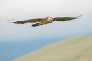Bearded Vulture