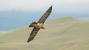 Bearded Vulture