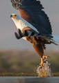Fish Eagle