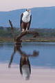 Eagle Mirror Portrait / Eagle Mirror Portrait