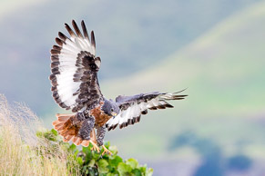 Jackal Buzzard