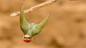 White Throated Bee Eater