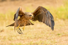 Steppe Buzzard