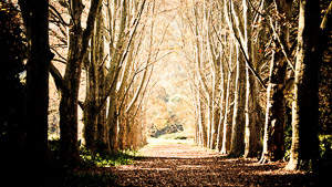 Walk in the Light / Captured at the botancial gardens in  KZN. I have always enjoyed the entrance to this beautiful garden