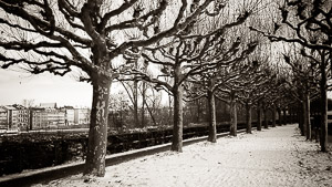 Frankfurt, Germany / This was taken along the riverbank pathway at Christmas