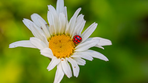 Ladybird