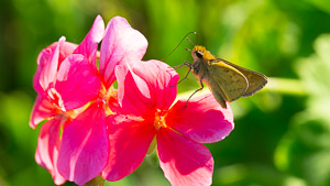 Moth on Flower / Drakensberg