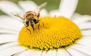 Honeybee